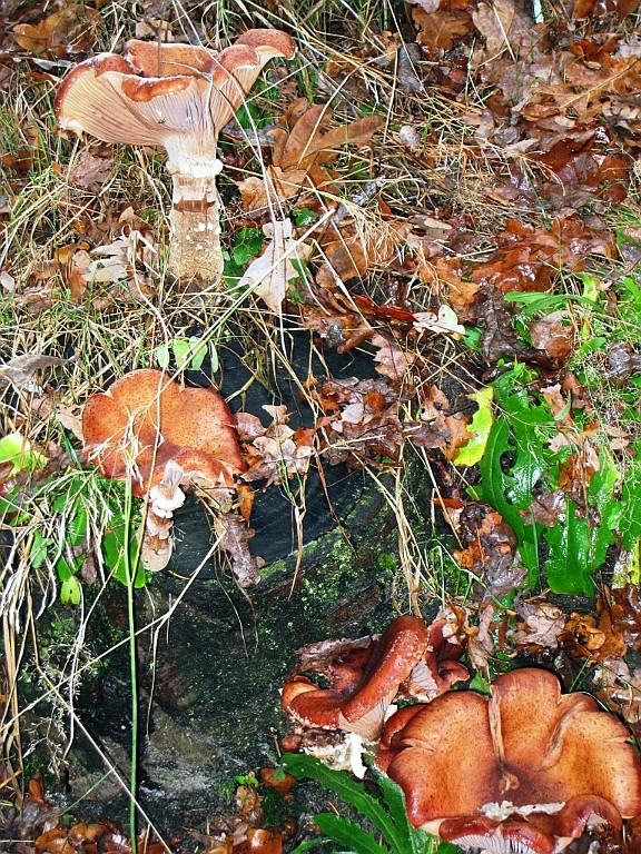 Vennenbos (18).jpg